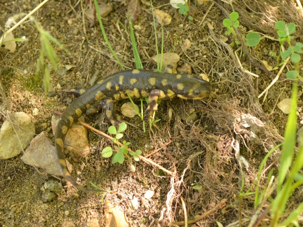 Ambystoma mavortium stebbinsi (Sonoran Tiger Salamander) | Arizona